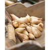 Van Zyverden Set of 25 Grand Freesia and Ranunculus Blend - 2 of 3