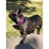 Country Brook Petz Premium Nylon Dog Collar with Metal Buckle for Small Medium Large Breeds - Vibrant 30+ Color Selection - 4 of 4