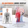 VEVOR Human Half Head Superficial Neurovascular Model with Musculature, 1:1 Life Size Anatomical Head Neck Model Skull and Brain, Red - 3 of 4