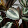 11"H Sullivans Tradescantia Inch Plant Branch, Multicolor - 2 of 2