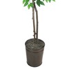 6' Artificial Ficus Tree in Embossed Metal Base (Round) – LCG Florals: Indoor Polyester Plant, No Assembly Required - image 2 of 4