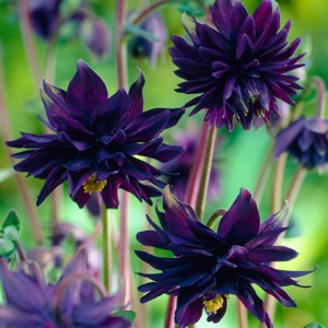 Van Zyverden 5ct 'Black Barlow' Columbine Root Dark Purple - 1 of 4