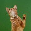 ZEZE Plaid Pet Bow Tie - 3 of 4