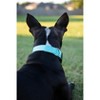 Country Brook Petz Heavy Duty Nylon Martingale Dog Collar with Deluxe Buckle - 30+ Vibrant Color Options - 4 of 4