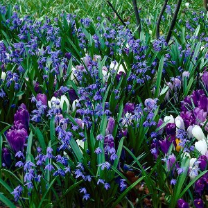 Van Zyverden 60ct Bulbs Scilla Crocus Blue Artisan Blend - 1 of 4