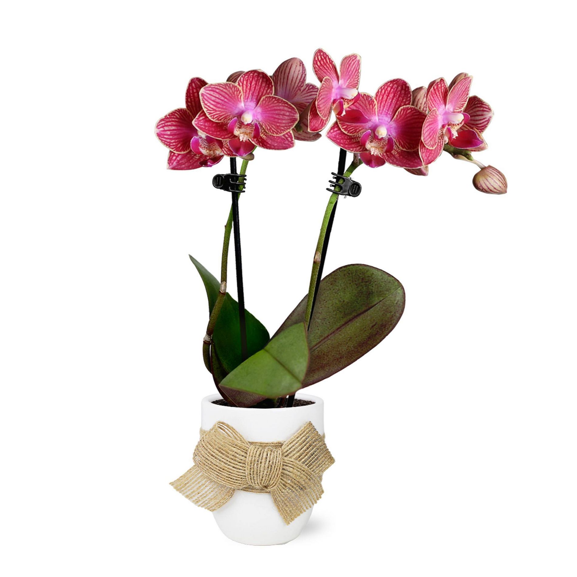 Green Circle Growers 2.5" Red Live Orchid in White Ceramic Pot