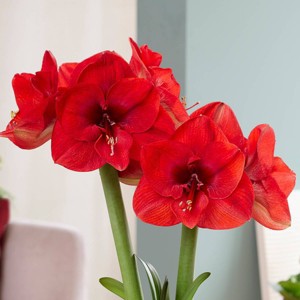 Van Zyverden Amaryllis Bulb Kit Sweet Valentine with Artisan Decorative Planter - 1 of 4