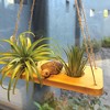 Air Plant Stand and Swing Collection - 4 of 4