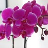 Live 10" Purple 1 Duo Orchid Houseplant in Dot Planter - 3 of 4