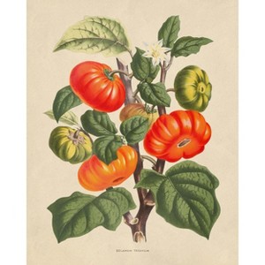 Poster Master  Flowers of the Greenhouses - Solanum Texanum - 1 of 2
