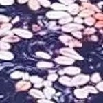 navy blossoms