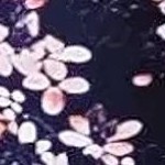 navy blossoms