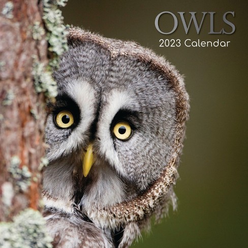 2023 Square Wall Calendar, Owls, 16-month Animals Theme With 180