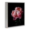 Stupell Industries Dark Rose Photography, 17" x 17" - 3 of 4