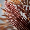 27"H Sullivans Fall Fern Wreath For Front Door, Brown - 2 of 3