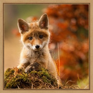 Amanti Art Fox by Robert Adamec Canvas Wall Art Print Framed 16-in. x 16-in. - 1 of 4