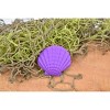 Collectible Wildlife Gifts | Scallop Shell, Lion's Paw, Purple Shell, Ocean, Sea Life, Plastic Model,  Animal, Life Like, Gift,  1 7/8"   F4109 B96 - 3 of 4