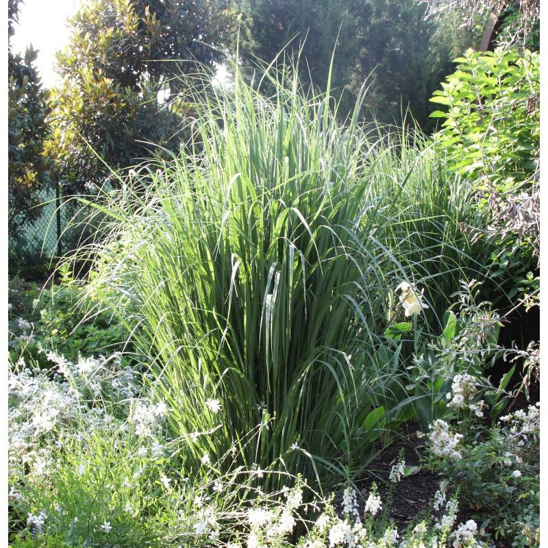 Van Zyverden Ornamental Grass Tall Switch One Dormant Potted Plant, 4 of 6