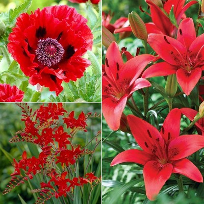 Van Zyverden Set of 37 Color Your Garden Collection Bulbs Red