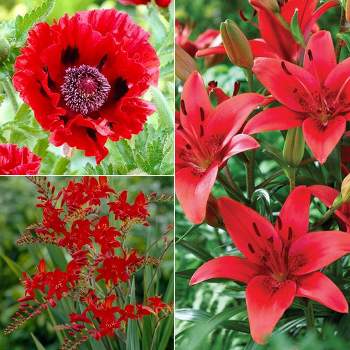 Van Zyverden Set of 37 Color Your Garden Collection Bulbs Red