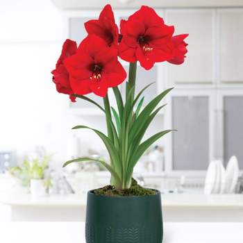 Amaryllis Red Lion Preplanted Bulb with Green Cache Ceramic Planter - Van Zyverden