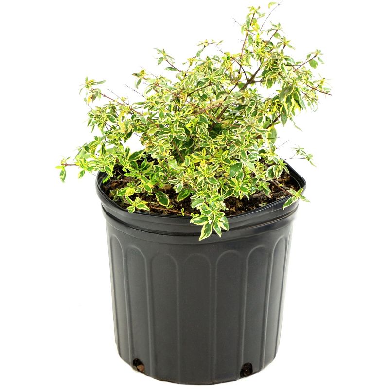 Abelia &#39;Hopley&#39;s&#39; 1pc U.S.D.A. Hardiness Zones 6-10 National Plant Network 3gal, 1 of 5