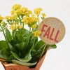 Live Pumpkin Spice Kalanchoe Plant - Good Little Garden™ - 3 of 4