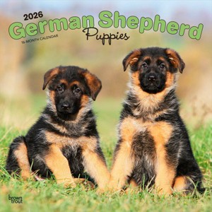 BrownTrout German Shepherd Puppies 2026 12"x24" Hanging Square Wall Calendar Plastic-Free - 1 of 4