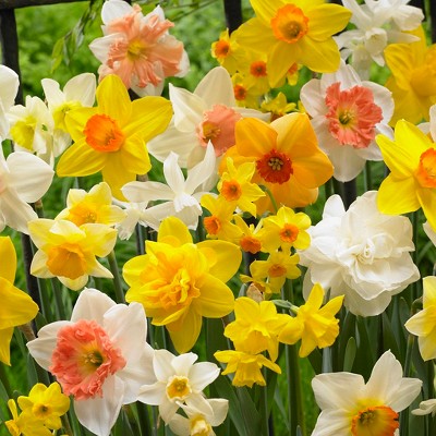 Daffodils Kitchen Sink Mixture Set of 25 Bulbs - Van Zyverden