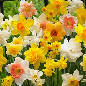 Daffodils Kitchen Sink Mixture Set of 25 Bulbs - Van Zyverden - 1 of 3