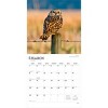 BrownTrout 2026 Owls 12"x24" Hanging Square Wall Calendar Plastic-Free - 3 of 4