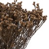 Vickerman Natural Botanicals 19" x 4" Staavia, 100 grams per Unit - image 2 of 4