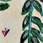 hummingbird
