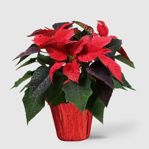 Holiday 6" Novelty Poinsettia Live Plant - Good Little Garden™ - 1 of 4