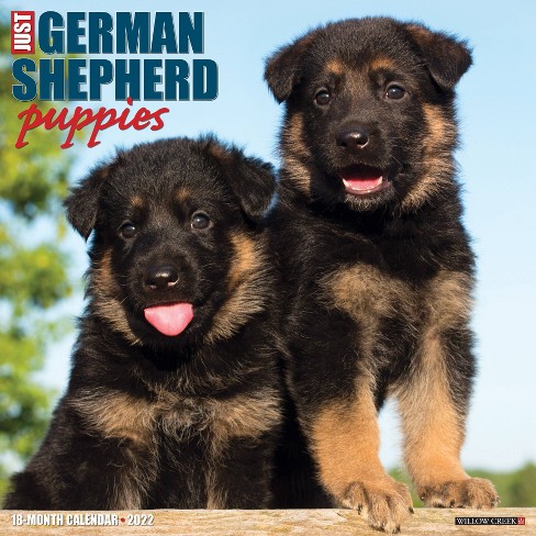 2022 Wall Calendar Just German Shepherd Puppies - Willow Creek Press : Target