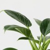 Halloween Ziggy Black Live Houseplant - Good Little Garden™ - 4 of 4