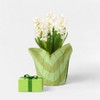 Mother's Day 6" Potted Hyacinth - Good Little Garden™ - 2 of 3
