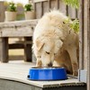 Farm Innovators Signature Series 60 Watt 5.5 Quart Electric Heated Pet Water Bowl with Stainless Steel Insert and Thermostatic Control, Blue - 2 of 4