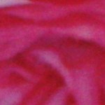 pink and white roses