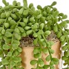 Juvale Potted Faux Succulents Planters, Artificial Plants Faux Home Decor, 4 x 6.5 in - 4 of 4