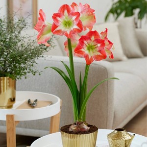 Amaryllis Pink Kit Minerva with Fluted Iron Faux Brass Planter - Van Zyverden - 1 of 4