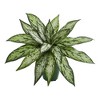 Nearly Natural Silver Queen Artificial Plant in Green Planter (Set of 2) - 2 of 2