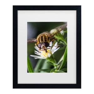 Trademark Fine Art - Steven Ellingson Pray On Flowers Matted Framed Art - 1 of 4