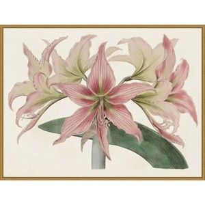 Amanti Art Amaryllis Varietals I by Bette Ridgeway Framed Canvas Wall Art - 1 of 4