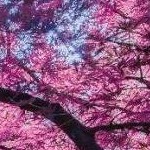 clear push pins bundle