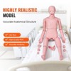 VEVOR Nursing Training Manikin, Male Life Size Demonstration Human Manikin for Nursing Training, Multifunctional Education Teaching Model Supplies - 3 of 4