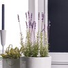 Plum & Post French Lavender Faux (Fake) Potted 21" - 2 of 2