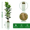 Artificial Fiddle Leaf Fig Tree with White Planter, 6ft Tall Fake Tree with Natural Wood Trunk for Home Decor, Faux Ficus Tree for Office Living Room - 3 of 4