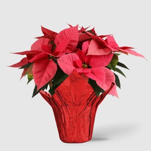 Holiday 6" Pink Poinsettia Live Plant - Good Little Garden™ - 1 of 4