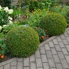 Boxwood 'Wintergreen' U.S.D.A. Hardiness Zones 4-9 Cottage Hill - 3 of 4